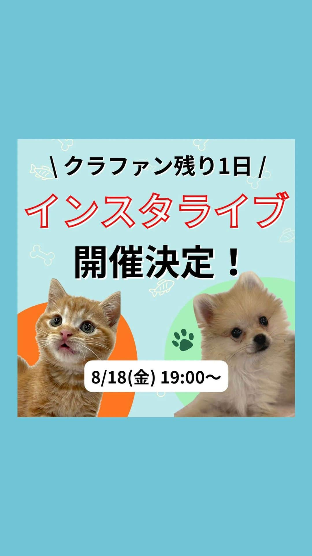 伊東大輝のインスタグラム：「【8月18日19時~緊急Live‼️】 Instagram、Youtube、Tiktokで同時開催のクラウドファンディング最終日特別ライブ配信を行いました。 スタッフのりほと、代表伊東が出演しました。 アネラとして初めてのライブ配信となりましたが、アーカイブに残すのでどうかあたたかい目で見ていただけると幸いです。   今回は3アカウント同時配信予定しました❗️ また配信やっていくので是非よろしくお願いします🥺」