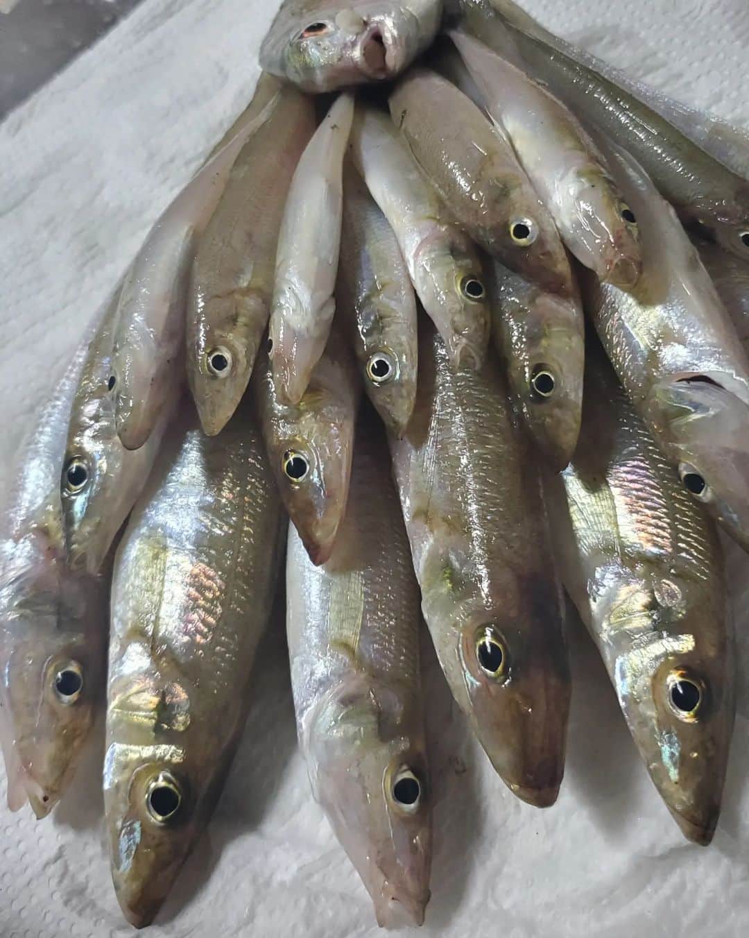のインスタグラム：「愛媛県南予のキス釣り🐟⁡ ⁡いつもは上げ潮での釣行だったけど今回は満潮からの下げ潮でのキス釣り。⁡ ⁡⁡ ⁡水深がかなり浅い所なのでいつもは満潮近くなってくるとサイズが大きくなる傾向。⁡ ⁡⁡ ⁡今回は朝イチ満潮スタートだったので朝イチに23cm位のキスがポンポンと釣れてだんだんサイズと釣果かが渋くなってきたなぁ。⁡ ⁡⁡ ⁡前回は中潮で今回は大潮。⁡ ⁡⁡ ⁡そんな違いもあるのかなぁと思いながらも程よく数も釣れました🐟⁡ ⁡⁡ 青イソメよりは石ゴカイの方がアタリは多い傾向でした。⁡ ⁡⁡ ⁡キスはヒキも強くて食べても美味しくて顔も可愛くてサイコーです| ‹:)⁡ ⁡⁡ ⁡#ほんわか釣り倶楽部 #ショアジギング #青物 #釣り #南港 #釣りガール  #メジャークラフト #愛媛釣り #タコ #夢フィッシング #新波止 #ヤザワ渡船 #南予」