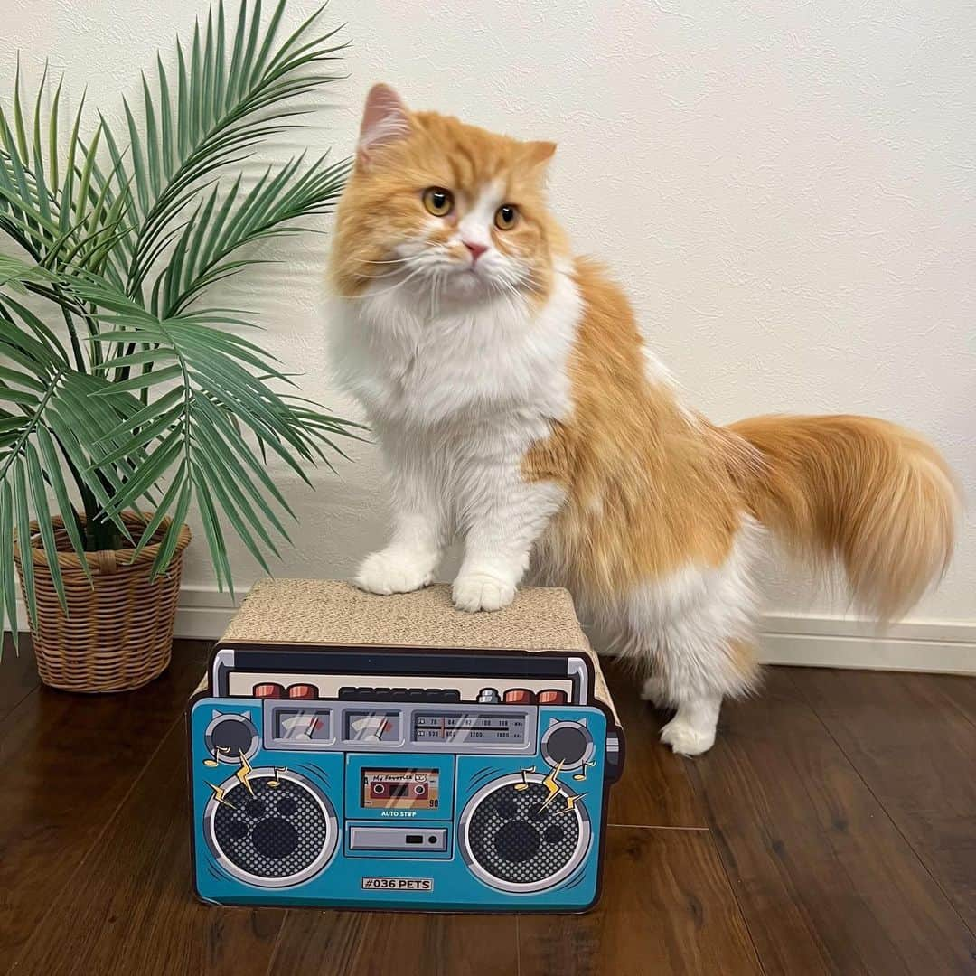 awesomestoreのインスタグラム：「かわいい… 爪とぎSサイズ📻 ラジオ聴いてるのかな？ 載ってるのかなw 楽しそうです☺️💕  ▪️爪とぎSラジオ ¥1.738(税込)  #awesomestore#オーサムストア#雑貨#暮らし#日用品#生活雑貨#プチプラ#プチプラグッズ#プチプラアイテム#爪とぎ#036pets #ねこすたぐらむ #ねこのいる生活 #ねこ部 #猫好きさんと繋がりたい #猫のいる暮らし #cat #catstagram」