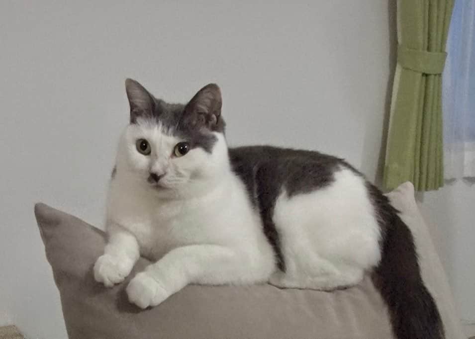 のインスタグラム：「保護猫・のりしお が卒業して束の間…池崎さんにとって、とある出来事が！！！！  猫おじさんファンの方... 写真を見て何か気づきますでしょうか😹⁉️  明日は、久しぶりの放送です😆  スタッフもワクワクしながら、 ギリギリまでVTRの仕上げ作業、頑張ります✨💻✨  #嗚呼みんなの動物園 #サンシャイン池崎 #猫を愛し猫に愛された男 #預かりボランティア  #保護猫 #にゃんすたぐらむ #ミルクボランティア」