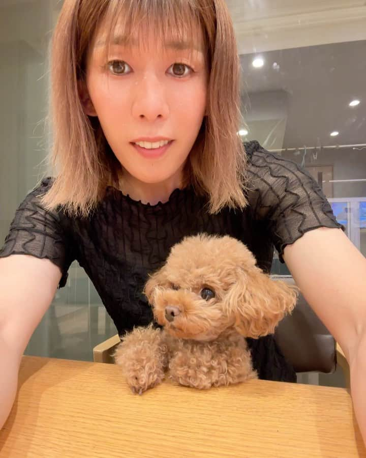 吉田沙保里のインスタグラム：「椅子に座ってるみたいで 可愛いすぎる～🐶🩷  そろそろトリミングだね～✂️  いつも癒しをありがとう♡  #リリー #愛犬 #トイプードル  #女の子」