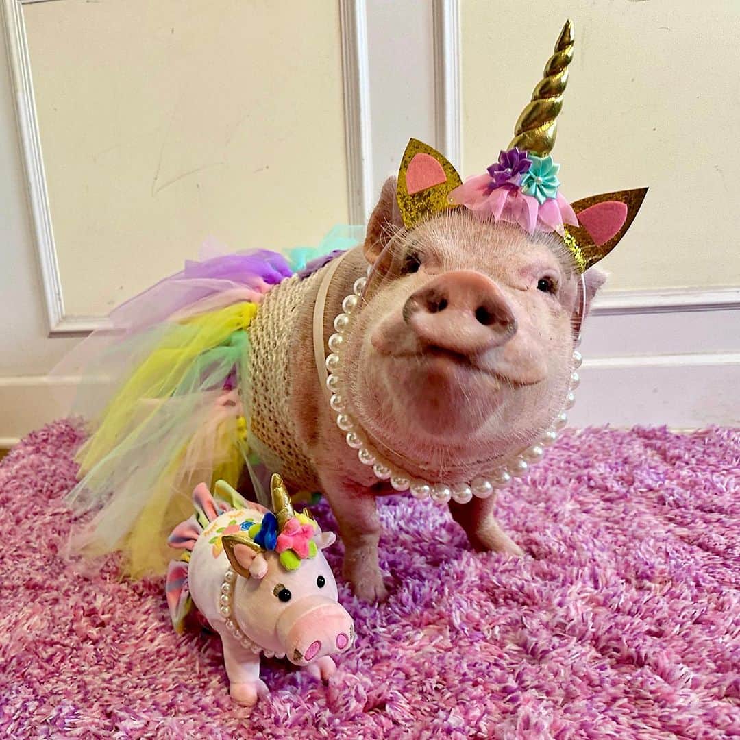 Priscilla and Poppletonさんのインスタグラム写真 - (Priscilla and PoppletonInstagram)「MY MINI ME IS HERE! Oh My Piggy Goodness! She’s almost as fabulous as me! We even have matching beauty marks. My unicorn plush will be available from today through 9/15 at the link in our bio. Proceeds will go to support our farm friends over at Prissy and Pop’s Helping Hooves. Order yours today! If we sell 200, they will go to production and arrive before Christmas (if not your funds will be returned). You guys made Pop’s happen, so I’m counting on you for mine. ThOINKs for your support!🐷💗🦄 #PrissyUnicorn #PrissyandPop」8月18日 21時19分 - prissy_pig