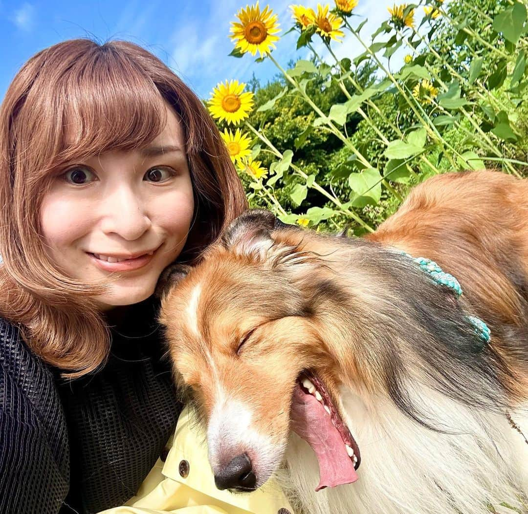 颯希有翔さんのインスタグラム写真 - (颯希有翔Instagram)「🌻🌻  綺麗すぎたのでもっと載せちゃう🫣✨ ひまわりのように明るい方を向いて進んでいきたい今日この頃🌻  #ひまわり畑  #宝塚  #月組」8月18日 21時41分 - yuto_hayaki