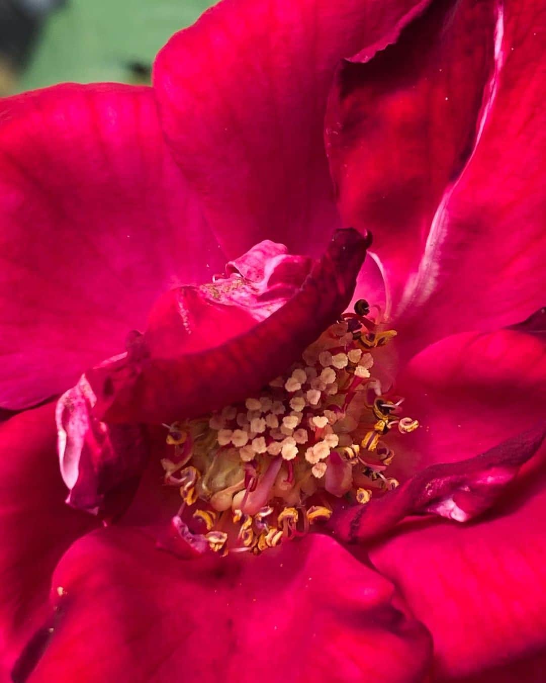 佐藤奈々子さんのインスタグラム写真 - (佐藤奈々子Instagram)「夏の薔薇 Papa meilland」8月18日 21時42分 - nanacosato