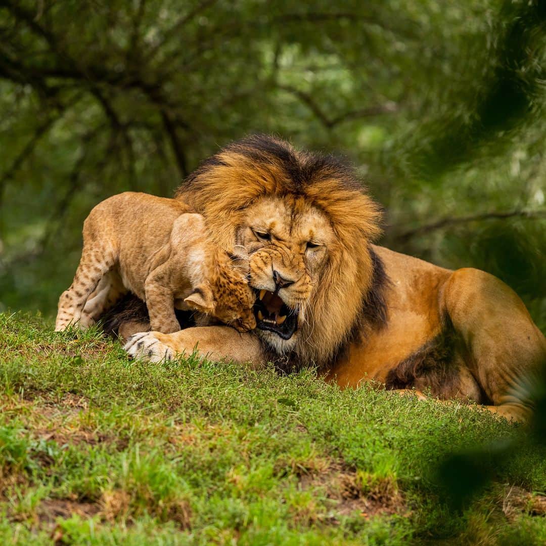 アニマルプラネットさんのインスタグラム写真 - (アニマルプラネットInstagram)「Bonding time 🦁☀️🦁  A male lion and his growing cub play in the grass!  #Nature #Animals」8月18日 22時00分 - animalplanet