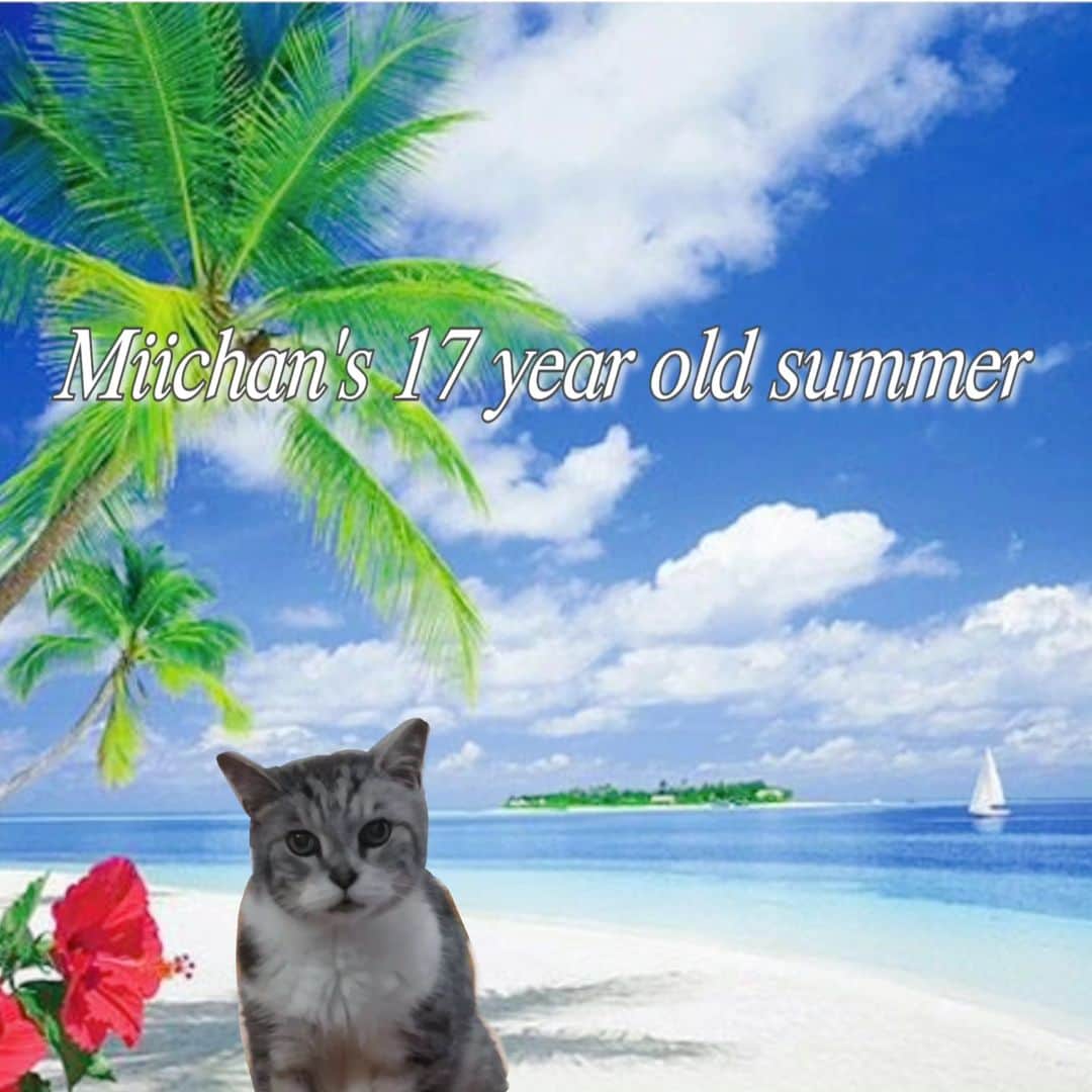 瀬戸マドカのインスタグラム：「にゃんこリゾートで🌴ぼくとチルしますか？🍹🌺ミーちゃん17歳の夏🌺#ぬぐいきれない昭和感 🌻 · BGM#tube さん🌊 · 残暑お見舞い申し上げます🎐まだ暑いですね〜体調に気を付けてお過ごし下さい☺🌻 · ミーちゃんも夏後半❣明日定期往診点滴頑張ってもらいます😿🏥 · · · #シニア猫17歳 #エモイ #昭和の名曲 #昭和レトロ #シニア猫との暮らし #シニア猫 #にゃんすたぐらむ #懐メロ #ねこすたぐらむ #悟りを開いた猫 #にゃんこ先生 #丁寧な暮らし #catstagram #seniorcat #にゃんこリゾート #長生き猫」