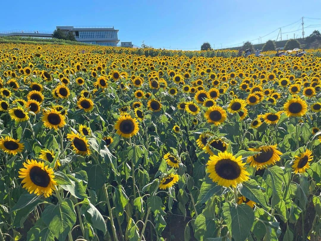 東晟良のインスタグラム：「🌻🫠🔆」