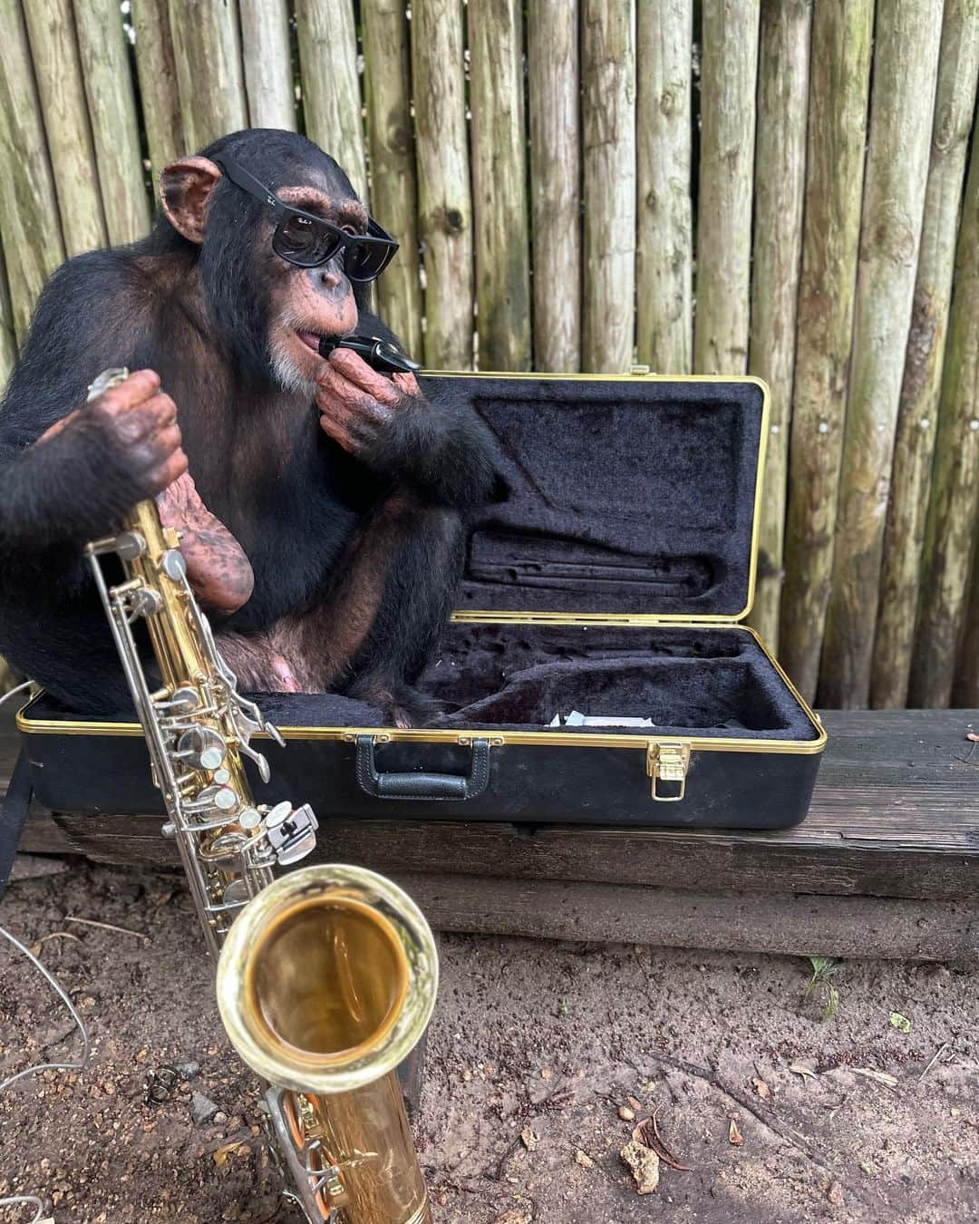 Zoological Wildlife Foundationのインスタグラム：「MC-Chimpanzee Limbani bringing all the vibes this morning @zwfmiami - our little dude is a character filled with personality 24/7.   📸 @abelsalas5   #notapet #birthdaymonth #limbani #zwfmiami #chimpanzee」