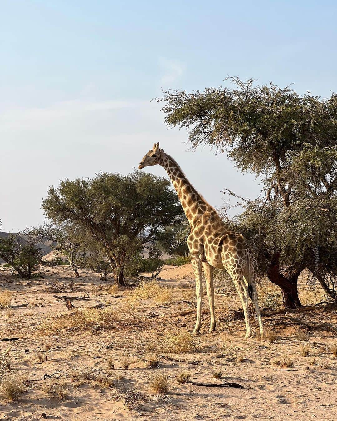 エレナ・アレジ・後藤さんのインスタグラム写真 - (エレナ・アレジ・後藤Instagram)「another beautiful spot in Namibia 🐘🤍🦒」8月18日 22時16分 - alesihelena