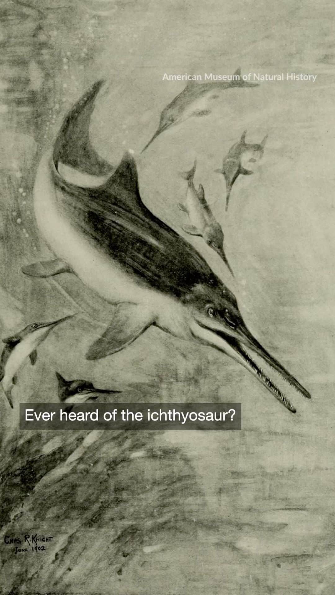 TED Talksのインスタグラム：「Unearthing a 180-million-year-old fish lizard. #TEDRadioHour Host: @manoushz • Manoush Zomorodi/NPR Producers: @catiedull • Catie Dull/NPR, James Delahoussaye/NPR Special thanks to Dean Lomax, @dean_r_lomax」