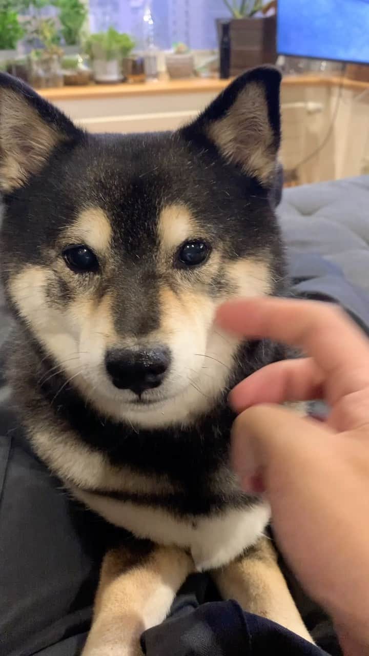 吾子のインスタグラム：「・ ・ 今日もブロッコリー🥦🐶🩷 ・ でも今日は茎ー🐶✨これもうまい😋 ・ ・ ・ ・ ・ ・ ・ ・ ・ ・ #ブロッコリー好き❤️ #レタス嫌い🐶💦 #sapporo  ・ 北海道の柴犬 #柴北会 の皆ワン🐶暑い日は水いっぱい飲もう〜🐶✨ ・ #adorable #instadog#shibainu#dog#柴犬ライフ #instashiba#柴犬マニア #9gag #barked #kuroshiba#socute #cutedog#いぬのきもち #黒柴 #dogstagram_japan」
