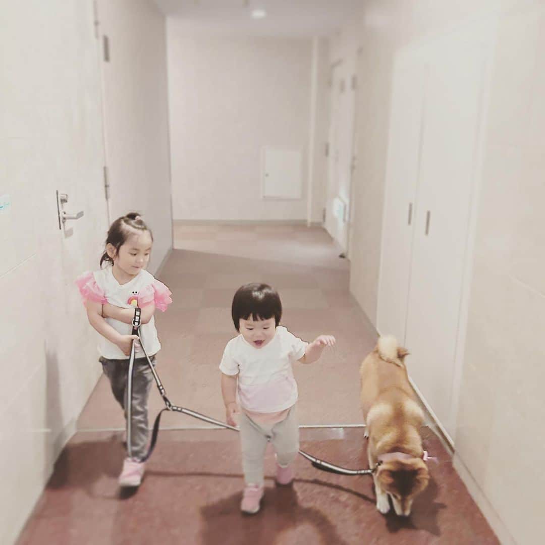 KIKIのインスタグラム：「柴犬ライフ 連載「お転婆姉妹の椿と柊」 #12『苦い思い出』がアップされました ぜひご覧ください ストーリーからも飛べるようにリンクをはっておきます！  15年以上前の出来事なのに いまだ もやもやっと思い出される ペットにまつわる話を書きました 柴犬のことでもなく犬のことでもなく 猫ちゃんのこと・・・ 話題は変わるけれど うちには柴犬の椿がいるけれど わたしも娘も猫さんも大好き でも猫でも犬でも どんな種類でも好きというわけでないから 相性とかなのだろうなとも思う 皆さんはどうですか？？  https://shiba-inu.life/column/104658」