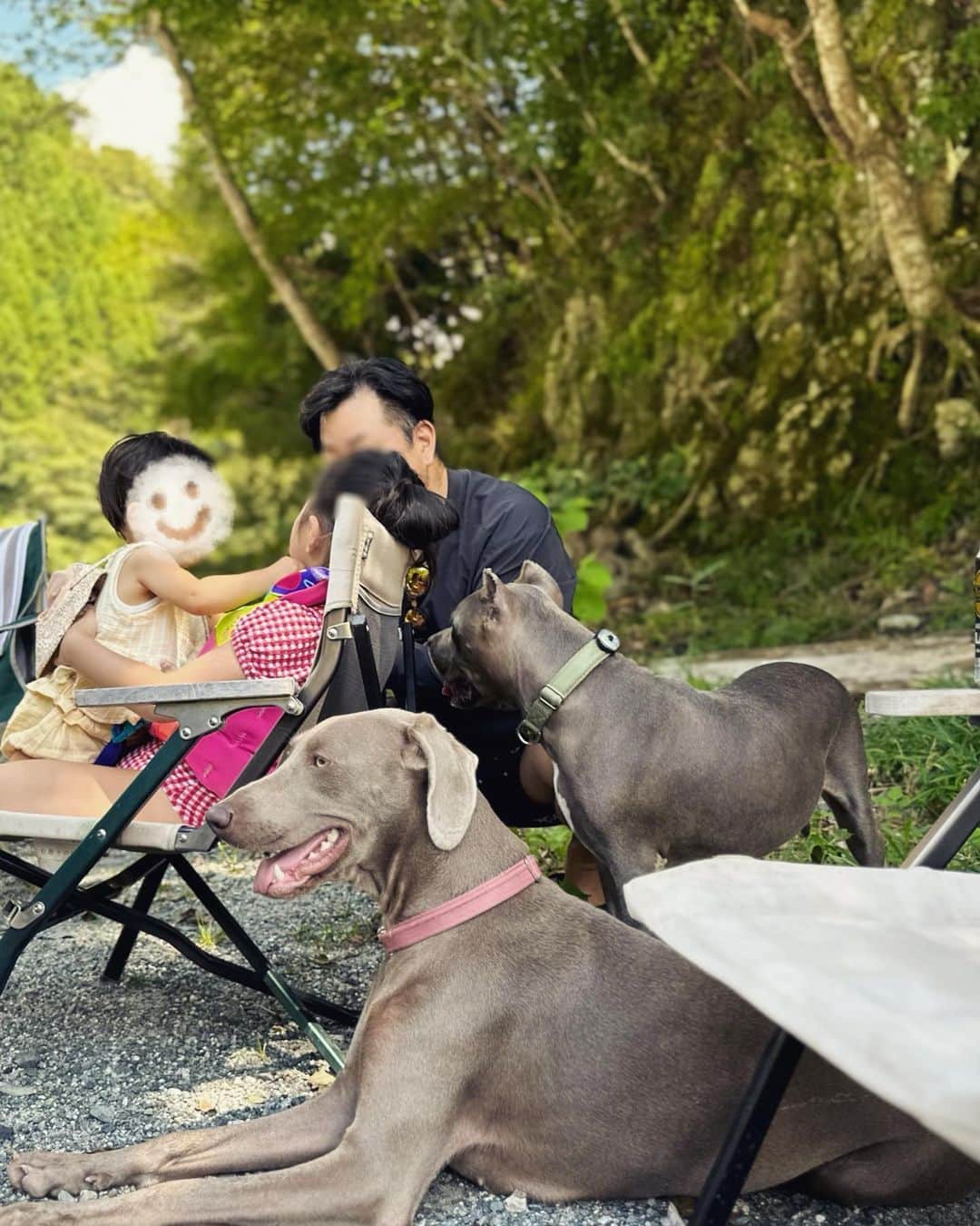 鈴木六夏さんのインスタグラム写真 - (鈴木六夏Instagram)「パピ、目閉じると、洋犬なのに七福神顔😆 ビコ、ご飯の材料クンクン、ダメよと言われしょんぼり😂  #B&P」8月18日 23時05分 - rikuka.62