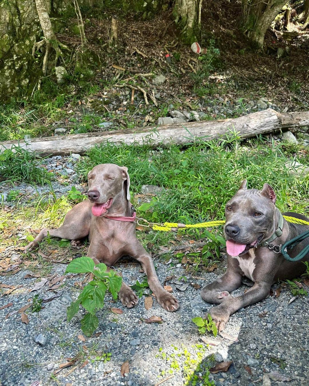 鈴木六夏のインスタグラム：「パピ、目閉じると、洋犬なのに七福神顔😆 ビコ、ご飯の材料クンクン、ダメよと言われしょんぼり😂  #B&P」