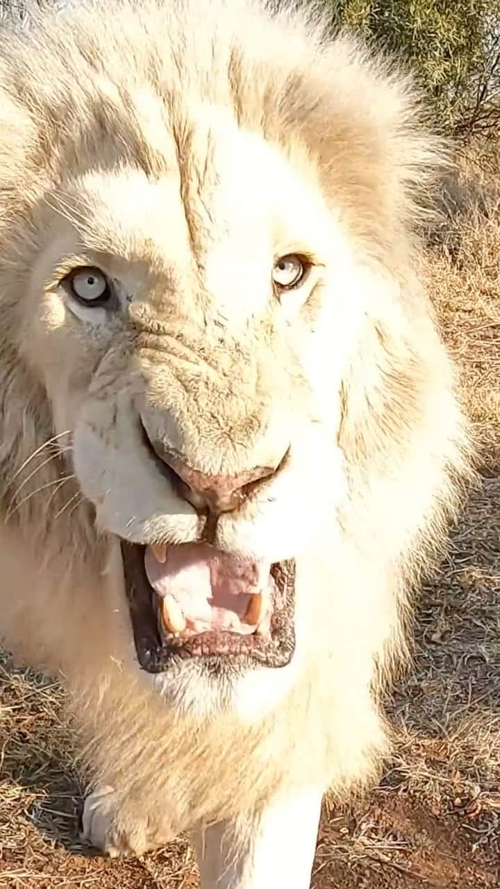 Kevin Richardson LionWhisperer のインスタグラム：「A snippet of this weeks video launching on #lionwhisperertv on YouTube. Moving the lions around enriches their lives and stimulates them physically and mentally! Imagine living in one place your entire life! For the full video check out the Komi link in my bio or shoot to stories or highlights and click on the link. It’s such a joy to see the lions enjoying themselves!  As always 🎥 shot on @gopro   #lionsonthemove #whitelions #whitelion #naughtyneige #lionenrichment #enrichment #stimulation #mentalhealthforanimals」