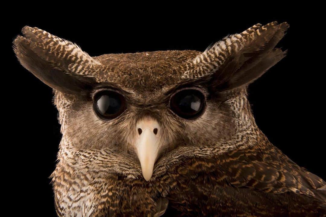 Joel Sartoreさんのインスタグラム写真 - (Joel SartoreInstagram)「Slanted ear tufts of buff and brown feathers fluff out from the head of the Malay eagle owl. Found in Malaysia and parts of Indonesia, these eagle-owls are thought to mate for life and will spend many years at the same nesting site. Photo taken @mandaiwildlifereserve.   #bird #owl #eagleowl #animal #wildlife #photography #animalphotography #wildlifephotography #studioportrait #PhotoArk @insidenatgeo」8月18日 23時51分 - joelsartore