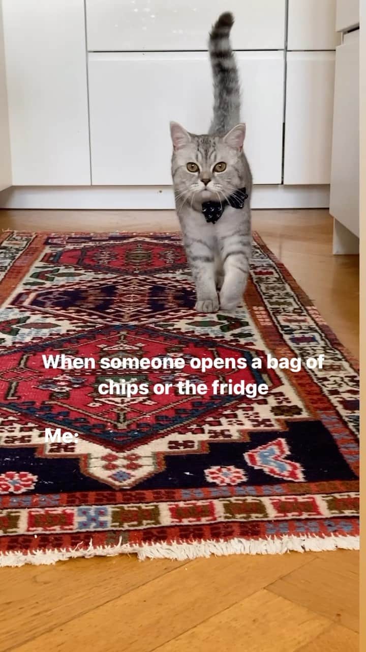 catinberlinのインスタグラム：「Every single time someone opens a bag or a can in the kitchen. 🤤🤭 Who can relate? catinberlin.com  #catsofinstagram #cat #catlover #catstagram #kitty #katze #pets #petsofinstagram #animals #bowtie #cute #adorable #reel #reels #reelsinstagram #reelsvideo #cute #adorable #fluffy #weeklyfluff」