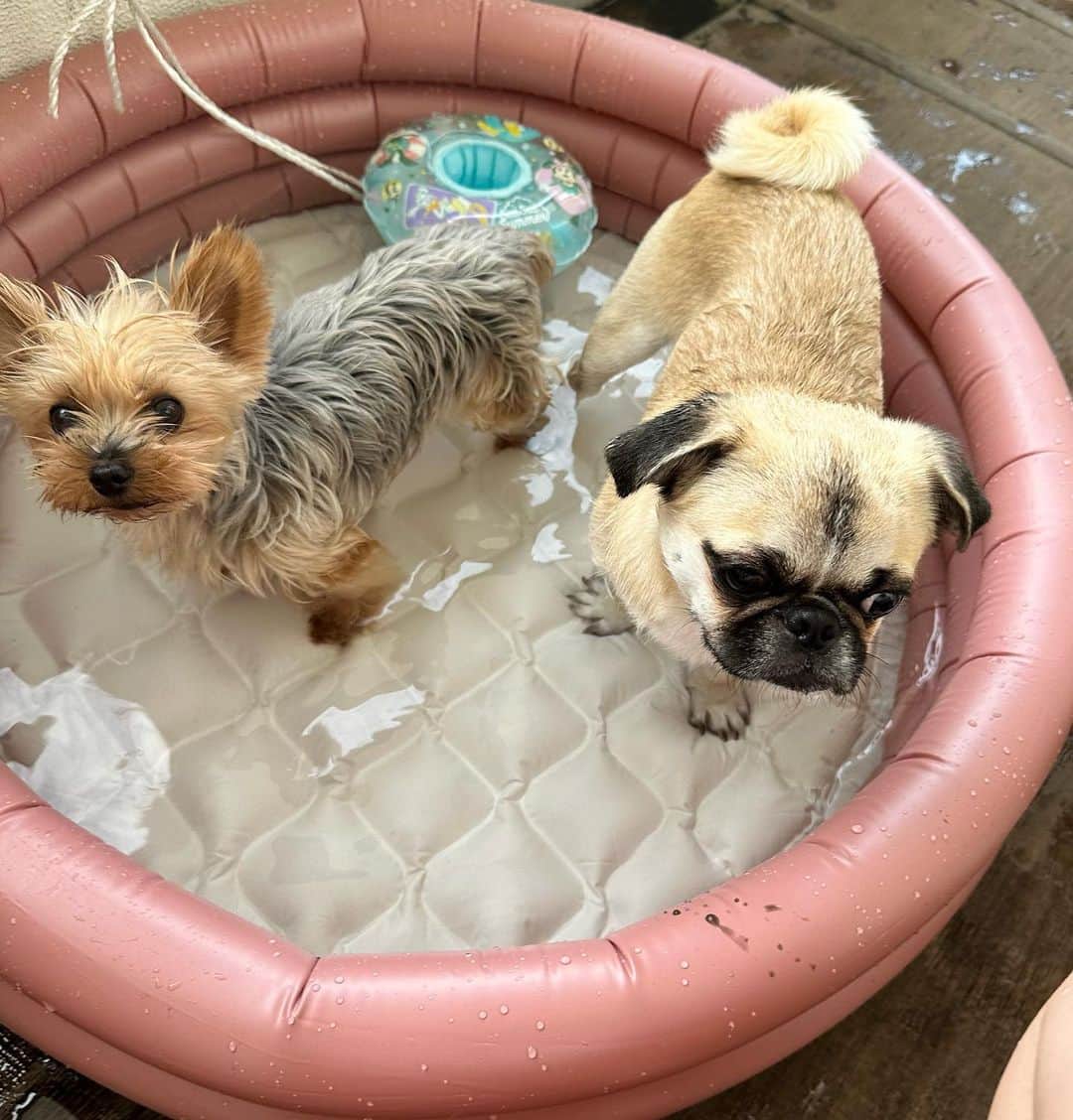 野呂佳代のインスタグラム：「😆 3coinsで買った子供用プール 私の子🐶たちは、、、 水の遊び方まだわからないか、 そもそも楽しめてないか、、、 好きであって欲しい😆笑 🐶 🐶 🐶 気持ちが伝わるといいな🤣笑 #ヨーキー #ヨークシャーテリア  #ヨークシャテリア  #パグペキ  #パグペキニーズ  #パグペキニーズmix  #yorkie  #yorkshireterrier  #pugpekingese  #pugpekingesemix」