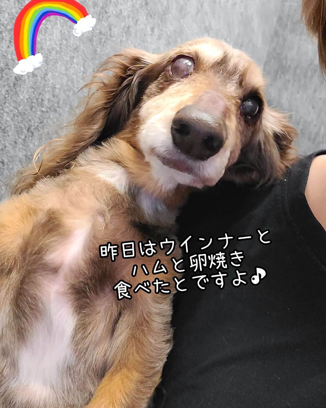 のインスタグラム：「ここ数日間、豪勢なごはん三昧🍖な ホッピーさん🌈。 . まきがステーキ焼いたり 卵焼き焼いたり ホッピー特別料理作ってくれたりね。 . 日曜日にまきが帰り かーちゃん一人になったら 質素飯になるだろな・・・😅 . . #虹の橋 #虹組 #18歳8ヶ月と6日🌈 . ・････━━━━━━━━━━━････・ #ダックスフンド #ダックス #ミニチュアダックス #チョコダップル #dachshund #dachs #dog #dogstagram  #instadog #高齢犬 #一人と一匹 #お留守番犬 #留守番犬 #dogwheelchair #失明犬 #お留守番犬ホッピーの日々 #老犬 #シニア犬 #老犬ダックス #老犬との暮らし #ハイシニア犬 #虹組🌈 #虹組2023 #2004年組 ・････━━━━━━━━━━━････」