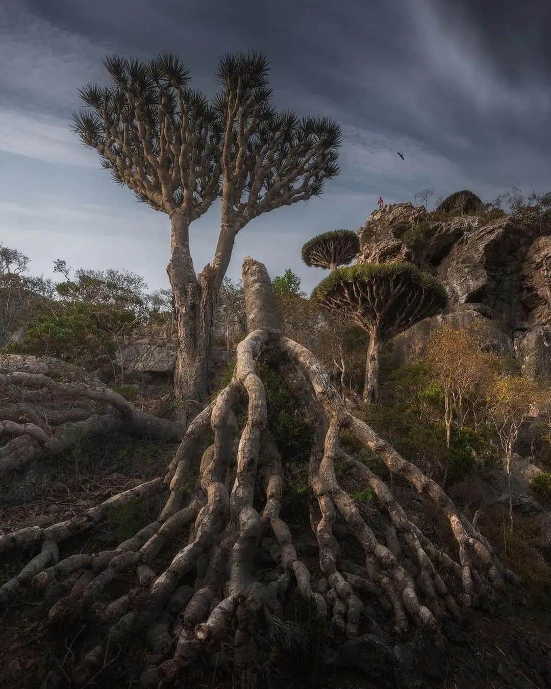 Discover Earthさんのインスタグラム写真 - (Discover EarthInstagram)「Discovering the extraordinary beauty of the Dragon Blood Tree on Socotra Island. Nature's masterpiece that seems almost unreal! 🌳✨  📍Socotra, Yemen  🇾🇪 #DiscoverYemen with @danielkordan」8月19日 4時00分 - discoverearth