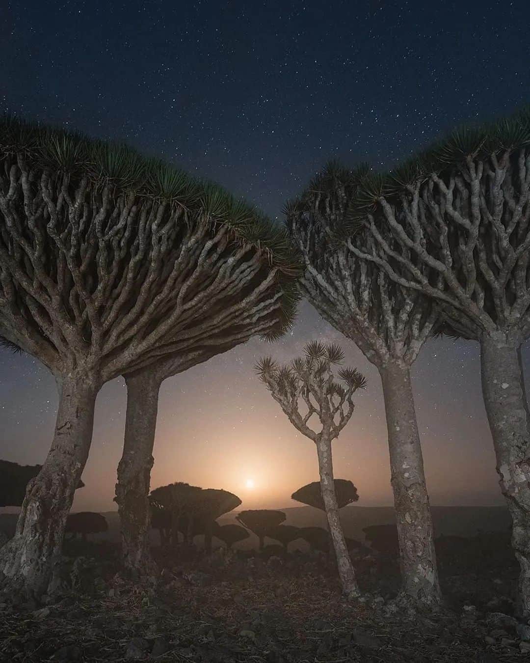 Discover Earthさんのインスタグラム写真 - (Discover EarthInstagram)「Discovering the extraordinary beauty of the Dragon Blood Tree on Socotra Island. Nature's masterpiece that seems almost unreal! 🌳✨  📍Socotra, Yemen  🇾🇪 #DiscoverYemen with @danielkordan」8月19日 4時00分 - discoverearth