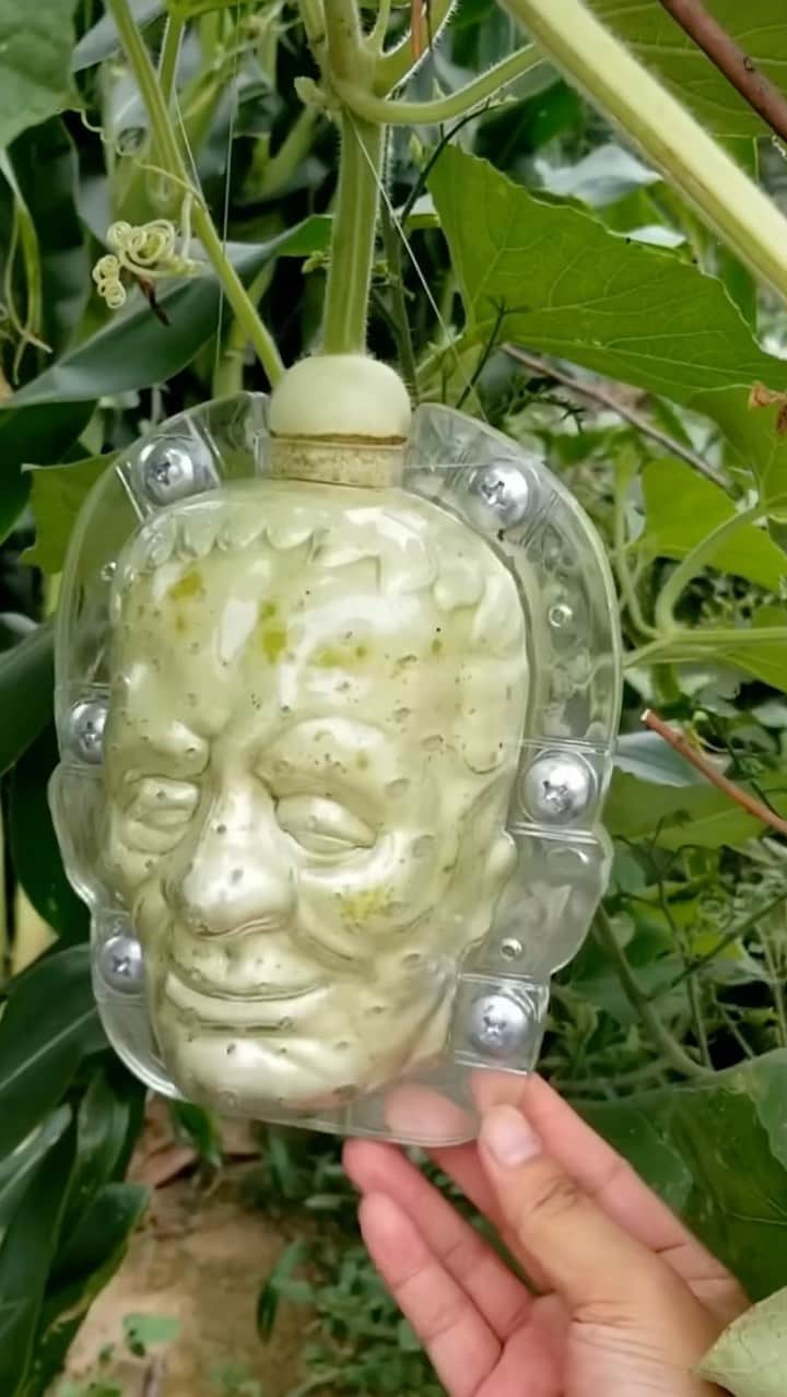 StreetArtGlobeのインスタグラム：「Turning a gourd pumpkin into a skull in under a week using a plastic mould 🎃💀🤯 With @fruitmould」