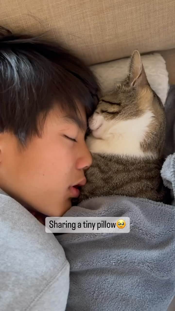 Cats of Instagramのインスタグラム：「From @iamtaylormarch: “ミニ枕を二人でシェアしてた🥹👦🏻🐱そして猫吸いし放題。Sharing a tiny pillow. Thank you for watching♡  My brother 👦🏻 @roynstagram2023 “ #catsofinstagram」
