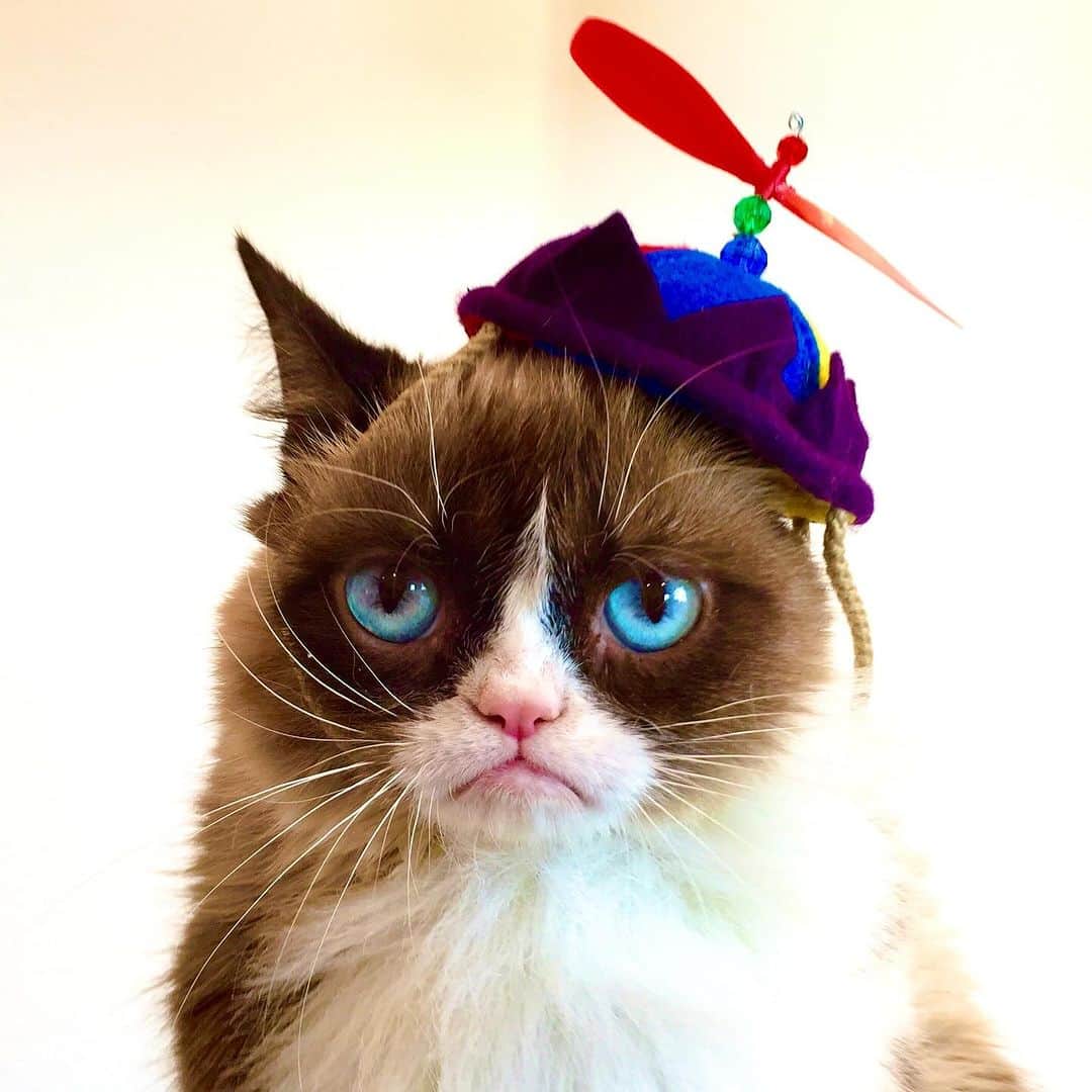 Grumpy Catのインスタグラム：「Almost the weekend. Yay.」