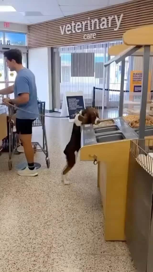 Baby Animalsのインスタグラム：「Little guy wanted to risk it for the biscuit! 😂   📸: sweetsobercaroline   #cuteanimals #funnyvideos #doglover #cutedogs #funnydogs #funnydog #viraldogs #animallovers #goodboy #doglove #dogtraining」