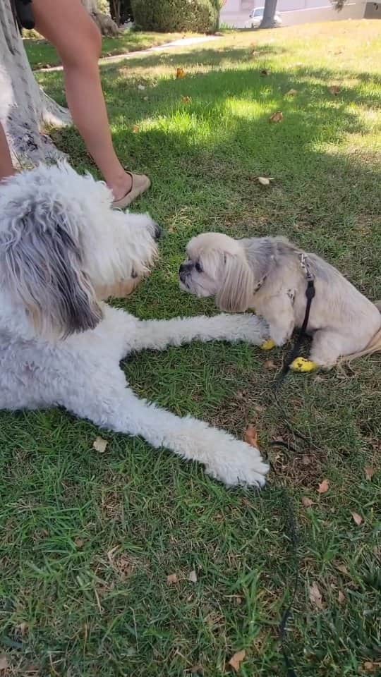 Original Teddy Bear Dogのインスタグラム：「Patience level 💯 with my super aggressive new puppy friend Stan 😂 I loved his energy 😍🐶🐕 (Fudge was at doggy daycamp)」