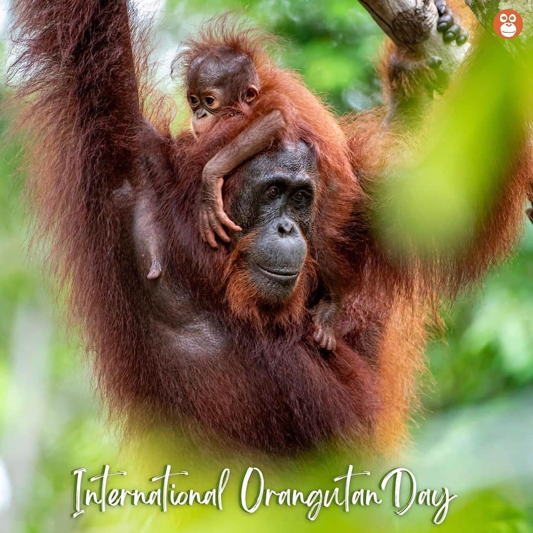 OFI Australiaさんのインスタグラム写真 - (OFI AustraliaInstagram)「Today is International Orangutan Day!  On this very special day we celebrate orangutans and ask you to consider how you can take action to protect and save this critically endangered species in the wild.  The orangutan is Asia’s only great ape and one of humankind’s closest relatives, sharing over 97% of our DNA. They are the largest arboreal (tree dwelling) animal on the planet and are known as the “gardeners” of the forest, playing a vital role in seed dispersion and germination, and maintaining the health of the forest ecosystem.   The biggest threat to orangutans is the destruction and degradation of their tropical rainforest habitat. Human activities such as conversion of forest to palm oil plantations, logging, mining and urban expansion are the major factors contributing to the decline of orangutan populations. This has caused orangutans to become critically endangered, which is why they must be protected!  There are many ways you can take action and help save orangutans and protect their rainforest home: • Avoid products containing palm oil, consider where your timber products are sourced from, and help reduce your carbon footprint by planting a tree! • Join us on an ecotour to see orangutans in the wild and witness the incredible work we do in Borneo - we still have a few spots left for our October tour. • Consider supporting OFI Australia by fostering an orangutan, helping us to purchase land, fundraising, attending an event, buying merchandise or making a donation by visiting our website - orangutanfoundation.org.au. The link is in our bio.   Please join us in celebrating this important day and share this information so people all around the world can help protect these beautiful creatures for generations to come.   Thank you to everyone who supports us to protect orangutans and their rainforest home! #orangutanday #orangutandat2023 #IOD #IOD2023 #Internationalorangutanday #Internationalorangutanday2023 #worldorangutanday #worldorangutanday2023 #SaveOrangutans #saynotopalmoil #orangutans」8月19日 7時33分 - ofi_australia