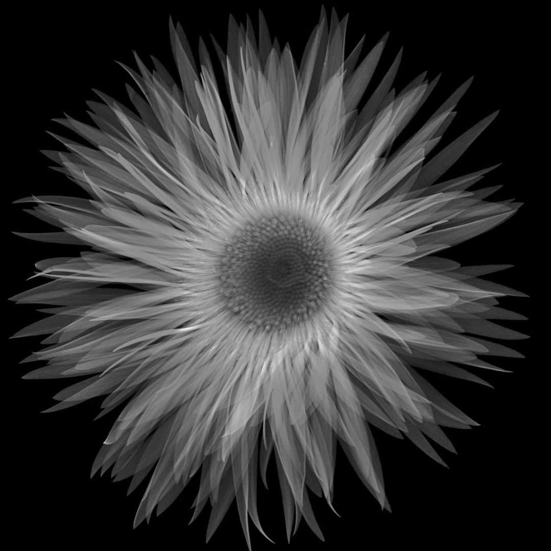 東信さんのインスタグラム写真 - (東信Instagram)「2023 X-ray Flowers #amkk #amkkproject #makotoazuma #azumamakoto #東信花樹研究所 #東信 #jardinsdesfleurs #shiinokishunsuke #flowerart #flower #flowers」8月19日 7時37分 - azumamakoto