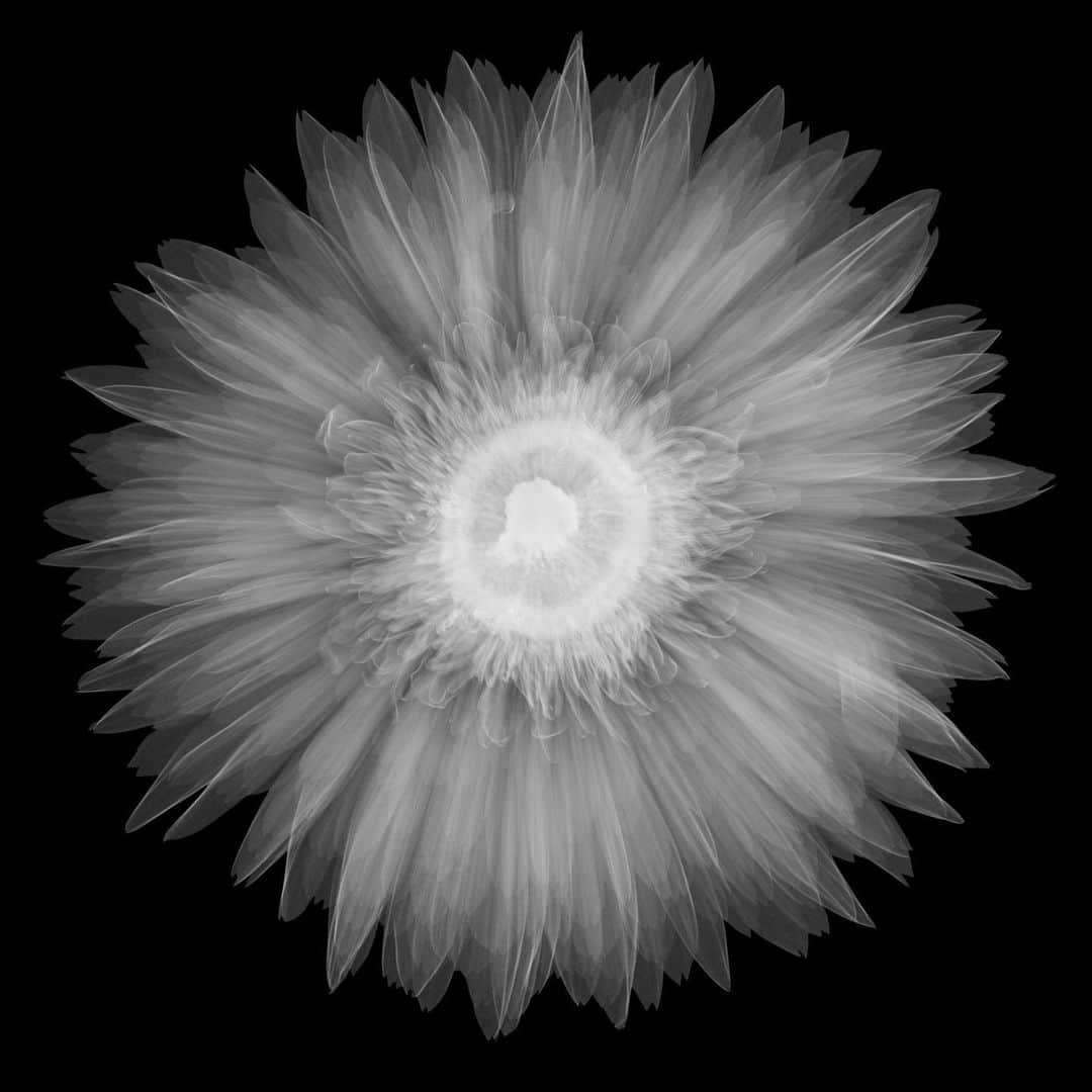 東信さんのインスタグラム写真 - (東信Instagram)「2023 X-ray Flowers #amkk #amkkproject #makotoazuma #azumamakoto #東信花樹研究所 #東信 #jardinsdesfleurs #shiinokishunsuke #flowerart #flower #flowers」8月19日 7時37分 - azumamakoto