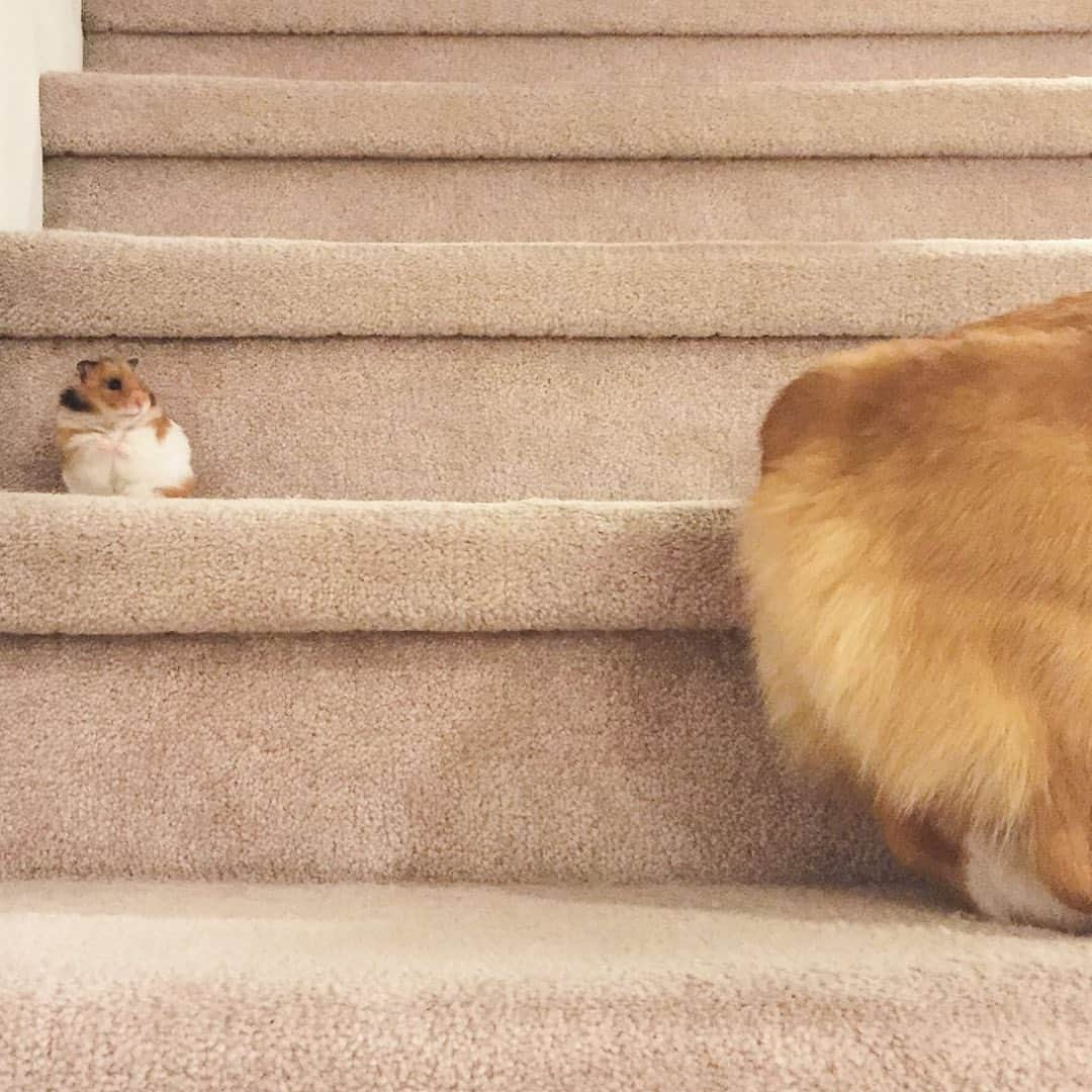 Loki the Corgiさんのインスタグラム写真 - (Loki the CorgiInstagram)「Happy Ham Ham Day! Today marks 8 years since we brought Ham Ham home and Loki met his best friend. We miss you, Ham! ❤️🐹」8月19日 7時57分 - lokistagram