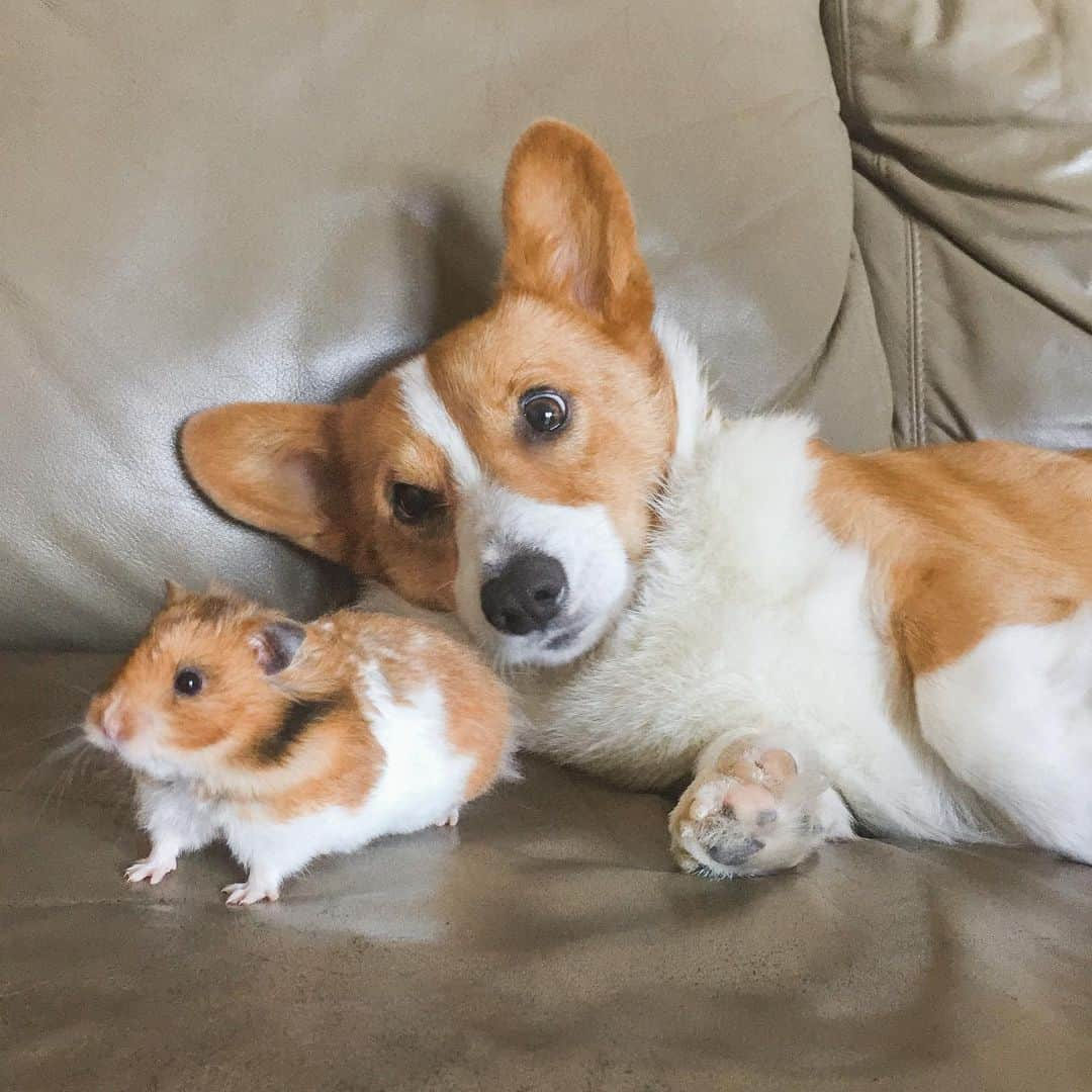 Loki the Corgiさんのインスタグラム写真 - (Loki the CorgiInstagram)「Happy Ham Ham Day! Today marks 8 years since we brought Ham Ham home and Loki met his best friend. We miss you, Ham! ❤️🐹」8月19日 7時57分 - lokistagram