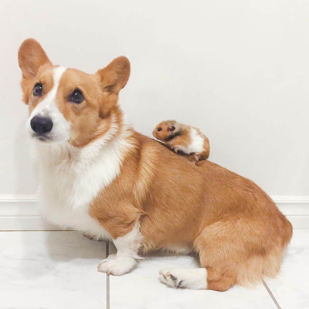 Loki the Corgiのインスタグラム：「Happy Ham Ham Day! Today marks 8 years since we brought Ham Ham home and Loki met his best friend. We miss you, Ham! ❤️🐹」