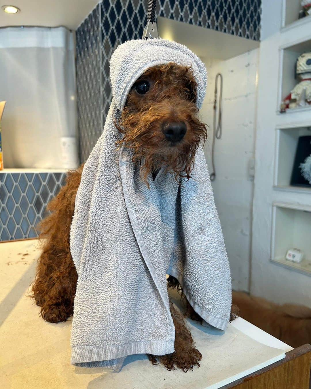 Hana4さんのインスタグラム写真 - (Hana4Instagram)「@dogmantokyo ✂️ @_peace_official_   今私は保護犬のトイプードルを飼っています🧸 友人の @yukari_magnese さんの愛犬 @mynameislovenitta ちゃんがきっかけで #ドッグマン に通うようになりました❣️ 担当は @okeinsta さん😋 看板の @tokyo.welcome.land 先輩にも 良くしてもらい今はピーの大好きな場所❤️ 写真の最後から2番は初めてのトリミング直後 抱っこ紐に入った途端に船漕いで寝ちゃった時😪  そこから考えると本当に立派で大きくなりました🥹👏  今でもカット中は居眠り😴らしいけど🤭  1番最初の写真はカットから5日目の今朝❣️ 最後はカット当日✂️ 8枚目は去年の8月のピースくん🐻  トイプードルは毛が長くて抜け毛が少ないから アレルギーの方でも飼えると言われてます❣️ でもその分トリミングが大切。 サマーカットもあるけどトイプードルは サマーカットは必要ないとされている犬種なんだって🧸  可愛いピースくんは @dogmantokyo のおかげ❤️ これからも私の @_peace_official_ くんの推し活 よろしくお願いします🤭🤍  #推し活 #トリミング #トイプードル #toypoodle #groomingdog #teddybear #dogman」8月19日 8時00分 - hana4_official_