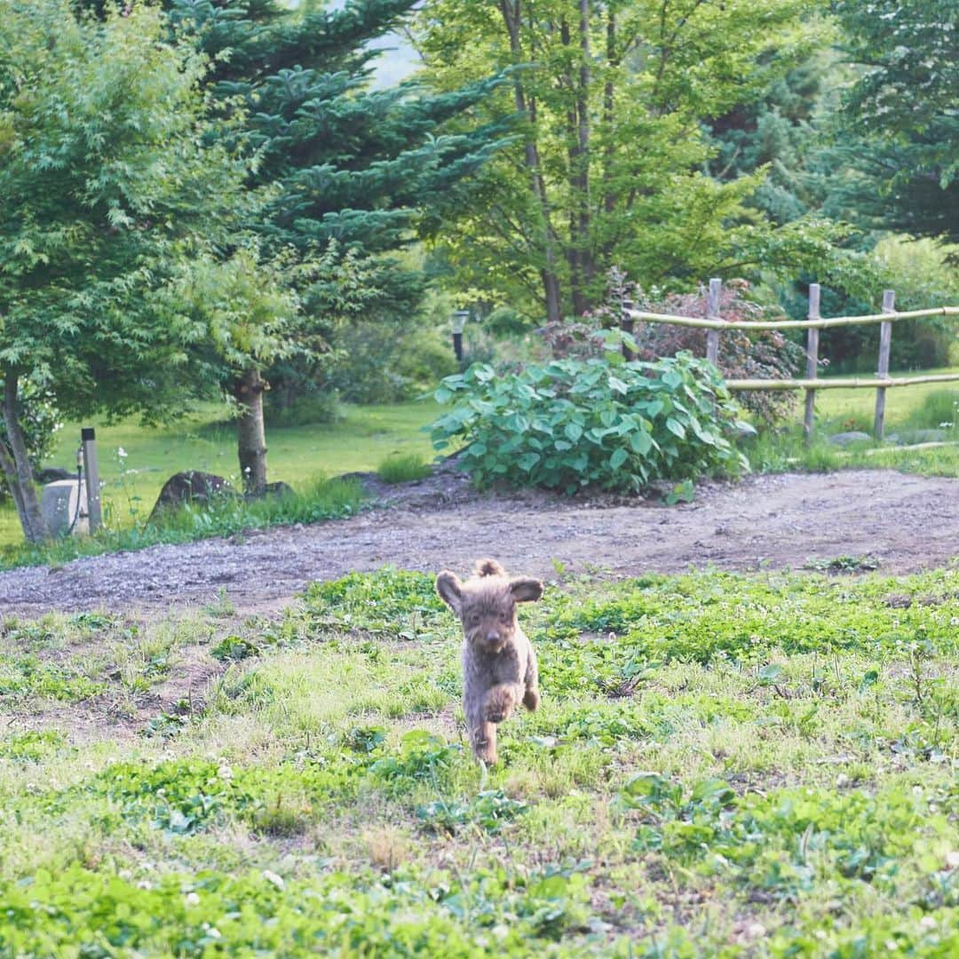 田沢美亜さんのインスタグラム写真 - (田沢美亜Instagram)「愛犬TETOとの暮らし 取材して頂きました♡  家庭画報.com人気コンテンツ「ウチもふ」が２年ぶりに再開！ その第一弾「ウチもふ特別版」に私と愛犬テトの出会い、生活の話をさせて頂きました。 是非覗いてみて下さい。  〈モデル・田沢美亜さんと保護犬TETO〉  東京と群馬の2拠点生活を通して、家族としての絆が深まる［ウチもふ特別版］   https://www.kateigaho.com/love/animal/173878/  @kateigaho  #家庭画報 #ウチもふ #保護犬TETO #愛犬 #田沢美亜 #トイプードル」8月19日 8時40分 - miatazawa