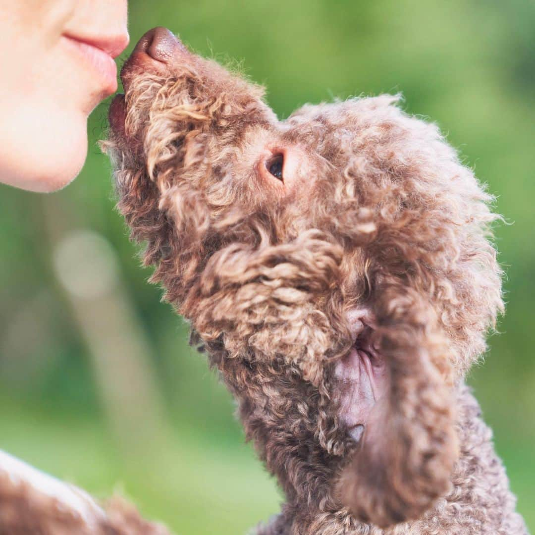 田沢美亜のインスタグラム：「愛犬TETOとの暮らし 取材して頂きました♡  家庭画報.com人気コンテンツ「ウチもふ」が２年ぶりに再開！ その第一弾「ウチもふ特別版」に私と愛犬テトの出会い、生活の話をさせて頂きました。 是非覗いてみて下さい。  〈モデル・田沢美亜さんと保護犬TETO〉  東京と群馬の2拠点生活を通して、家族としての絆が深まる［ウチもふ特別版］   https://www.kateigaho.com/love/animal/173878/  @kateigaho  #家庭画報 #ウチもふ #保護犬TETO #愛犬 #田沢美亜 #トイプードル」