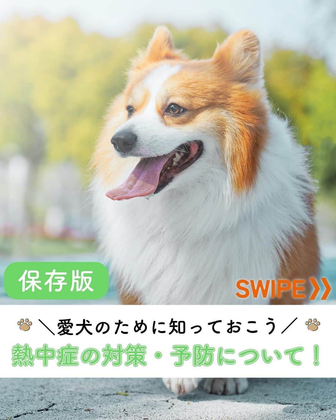 ライオン商事株式会社のインスタグラム：「まだまだ愛犬の熱中症にご注意を‼️☀🐶  お盆シーズンを過ぎましたが、暑い日が続いています。🥵  わんちゃんもヒトと同じように熱中症に注意が必要です。  わんちゃんは体と地面の距離が近いため、 地面やアスファルトの熱の影響を受けやすいです。 お散歩は地面の温度をチェックして、比較的涼しい時間帯に行きましょう。  また、熱中症は屋外だけではなく、室内でも起こる可能性があります。  しっかりと予防・対策をして夏を元気に過ごしましょう！  #夏 #熱中症対策 #熱中症 #熱中症注意#熱中症予防 #愛犬のために#愛犬を守ろう　#いぬとの生活 #いぬ好きさんと繋がりたい #いぬ #イヌ  #犬 #わんこ #ワンコ #いぬスタグラム #イヌスタグラム #犬スタグラム #わんこのいる生活 #ワンコのいる生活 #イヌのいる生活 #イヌのいる暮らし #lionpet #lionpetdog #ライオンペット #いぬとのくらし #イヌ部 #犬大好き部 #いぬとくらす」