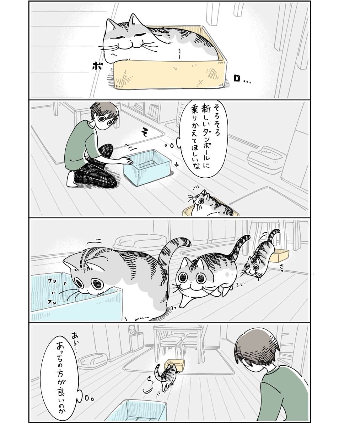 キュルZのインスタグラム：「ボロボロダンボール  #キュルガ #夜は猫といっしょ #猫 #cat #猫漫画 #猫のいる暮らし」