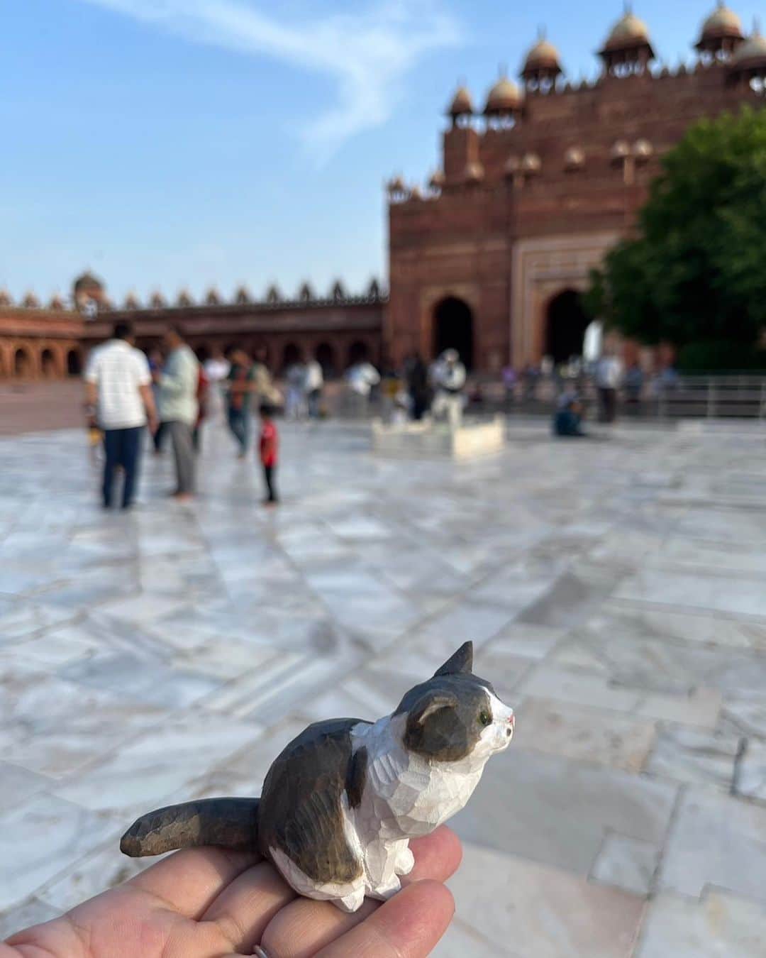 yamanekoさんのインスタグラム写真 - (yamanekoInstagram)「タロー🇮🇳インドに行く‼︎」8月19日 19時18分 - yamaneko5656
