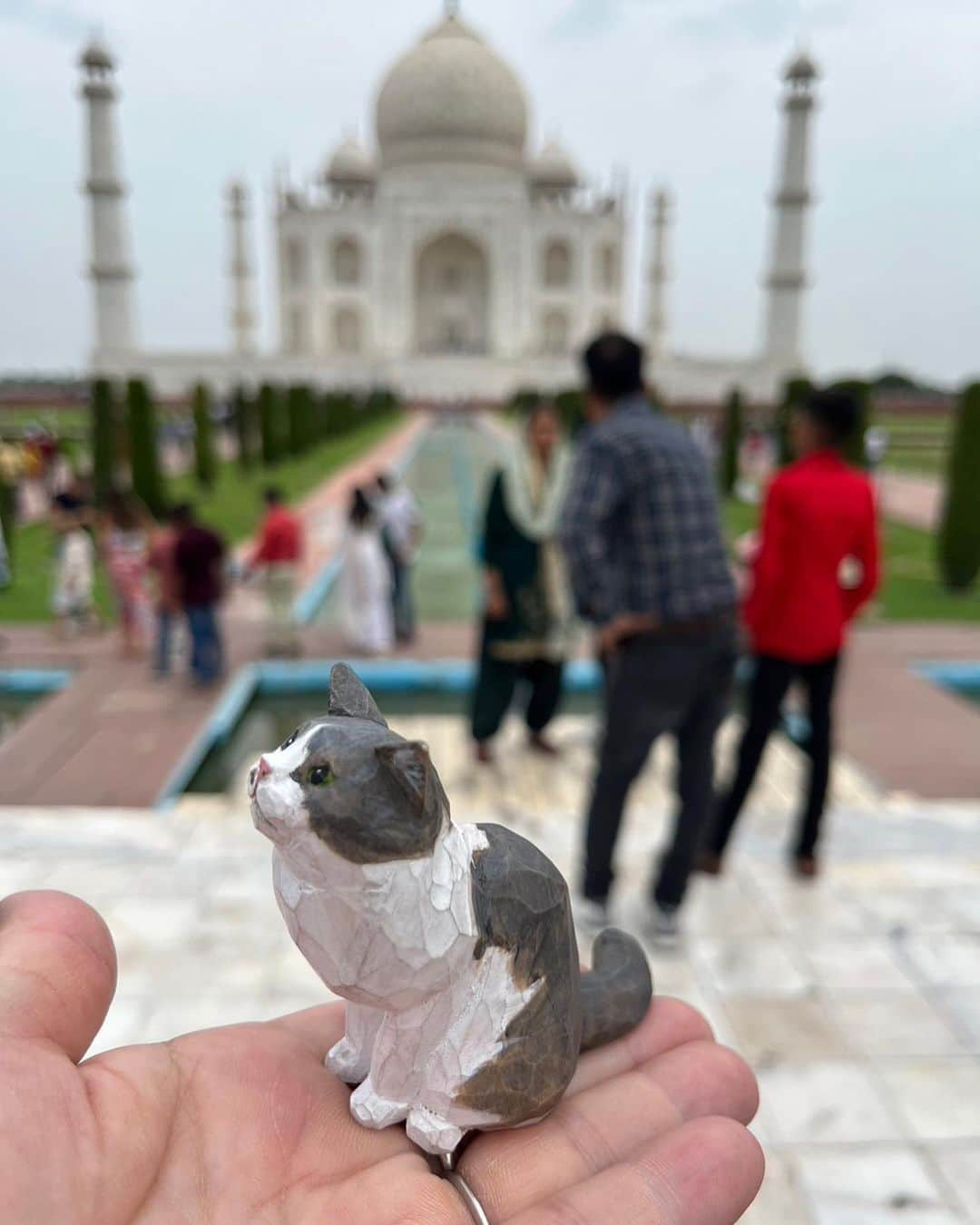 yamanekoのインスタグラム：「タロー🇮🇳インドに行く‼︎」