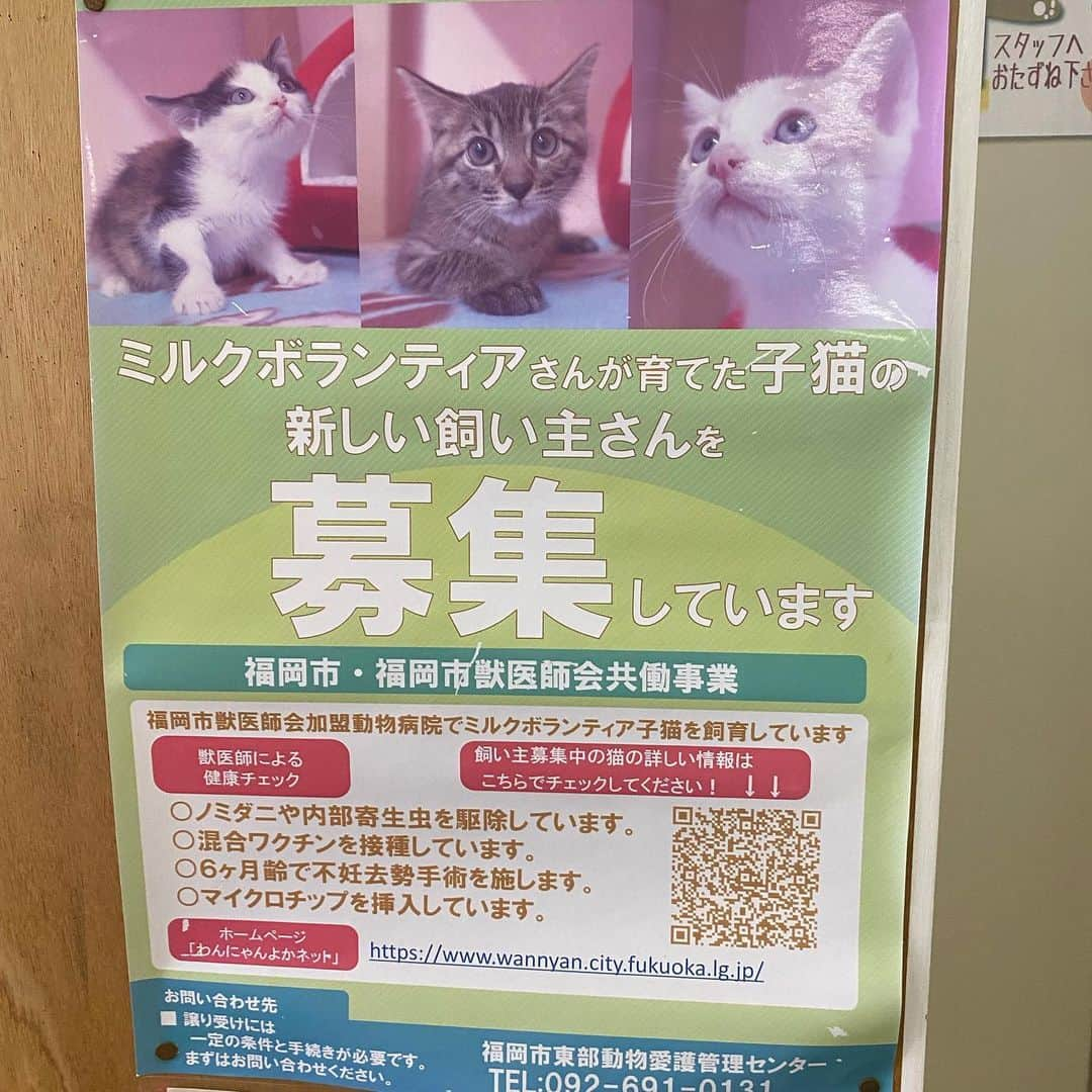 猫カフェきぶん屋さんのインスタグラム写真 - (猫カフェきぶん屋Instagram)「福岡市東部動物愛護センターを応援したい‼︎  いいね！保存、フォローお願いします！ Instagramで集まったアクションを金額にして支援します。  Instagramのこの投稿のいいね、保存ボタン（画像右下のリボンの切れ端のようなボタン）一件ごとに1円 フォロワーさん増1人あたり10円 寄付します。 48時間後の数をふるさと納税で支援します。 皆様がリアクションしてくださると、たくさんの人の目に届き支援が集まりやすくなるのでぜひご協力お願いします！  送付先は福岡市のふるさと納税動物愛護枠に。  4月に行ってきた福岡市東部動物愛護センター。 かつて日本一殺処分が多かった県である福岡県の政令指定都市である福岡市もまた殺処分件数が膨大な数でした。 まだ残っている殺処分機の巨大さが当時どんな施設であったかを物語っていました。  今はというと収容数もずいぶん減り、平成27年時点で500匹ちょっと。 最新のデータだと令和3年で352匹。 この年の殺処分が169匹で、どんな猫を殺処分したかというと回復の見込みがないケガや病気の子、乳飲み子で収容された時にはすでに死んでいた子もカウントされます。 世間一般が思う、キャパオーバーになって殺処分が行われたというのはこの数年ないそうです。  福岡市獣医師会と連携して地域猫助成金が1匹につき7500円。 手術代が実質無料？なのかどうかは聞くのを忘れましたが、年間200匹の枠が設けられています。  気になるふるさと納税制度で集まった税金の使い道。 ミルクボランティア制度と飼い主不明の外に住む猫のために使われています。 この4月に行ったときにチラッと聞いたのがふるさと納税が順調に集まっていて地域猫助成金だけでなくTNR助成金もつくっていきたいという話が。 その予算、うん百万と肝心な数字を忘れましたがさすが大都市、すごい金額の予算だなと驚きました。 その話が今どうなってるかまだ聞いてませんが活動者の負担が減るように使われています。  かつては殺処分すること以外に選択肢がなかったような時代を乗り越えて、行政、獣医師会、動物愛護活動者が連携しあって生かすためのセンターの形づくりができています。 車でしか行けないような場所にありますが、市内の動物愛護団体とイベントをしていたりとその動きは活発です。  税金という枠だからこそ、まだまだ痒いところに手が届かないところもたくさんあると思います。 それを変えていくにも声の数の力が必要で僕たちが政治に関心を持つことで声が届くようになります。  ぜひ投稿のいいね、保存でたくさん支援させてください😊 ぜひ紙飛行機マークでストーリーズや友だちにもメッセージお願いします🙌  #福岡市動物愛護センター #あにまるぽーと  #ふるさと納税 #ミルクボランティア #地域猫助成金」8月19日 19時39分 - nekocafekibunya