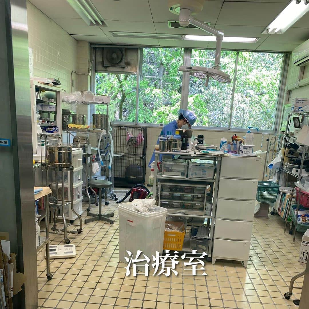 猫カフェきぶん屋さんのインスタグラム写真 - (猫カフェきぶん屋Instagram)「福岡市東部動物愛護センターを応援したい‼︎  いいね！保存、フォローお願いします！ Instagramで集まったアクションを金額にして支援します。  Instagramのこの投稿のいいね、保存ボタン（画像右下のリボンの切れ端のようなボタン）一件ごとに1円 フォロワーさん増1人あたり10円 寄付します。 48時間後の数をふるさと納税で支援します。 皆様がリアクションしてくださると、たくさんの人の目に届き支援が集まりやすくなるのでぜひご協力お願いします！  送付先は福岡市のふるさと納税動物愛護枠に。  4月に行ってきた福岡市東部動物愛護センター。 かつて日本一殺処分が多かった県である福岡県の政令指定都市である福岡市もまた殺処分件数が膨大な数でした。 まだ残っている殺処分機の巨大さが当時どんな施設であったかを物語っていました。  今はというと収容数もずいぶん減り、平成27年時点で500匹ちょっと。 最新のデータだと令和3年で352匹。 この年の殺処分が169匹で、どんな猫を殺処分したかというと回復の見込みがないケガや病気の子、乳飲み子で収容された時にはすでに死んでいた子もカウントされます。 世間一般が思う、キャパオーバーになって殺処分が行われたというのはこの数年ないそうです。  福岡市獣医師会と連携して地域猫助成金が1匹につき7500円。 手術代が実質無料？なのかどうかは聞くのを忘れましたが、年間200匹の枠が設けられています。  気になるふるさと納税制度で集まった税金の使い道。 ミルクボランティア制度と飼い主不明の外に住む猫のために使われています。 この4月に行ったときにチラッと聞いたのがふるさと納税が順調に集まっていて地域猫助成金だけでなくTNR助成金もつくっていきたいという話が。 その予算、うん百万と肝心な数字を忘れましたがさすが大都市、すごい金額の予算だなと驚きました。 その話が今どうなってるかまだ聞いてませんが活動者の負担が減るように使われています。  かつては殺処分すること以外に選択肢がなかったような時代を乗り越えて、行政、獣医師会、動物愛護活動者が連携しあって生かすためのセンターの形づくりができています。 車でしか行けないような場所にありますが、市内の動物愛護団体とイベントをしていたりとその動きは活発です。  税金という枠だからこそ、まだまだ痒いところに手が届かないところもたくさんあると思います。 それを変えていくにも声の数の力が必要で僕たちが政治に関心を持つことで声が届くようになります。  ぜひ投稿のいいね、保存でたくさん支援させてください😊 ぜひ紙飛行機マークでストーリーズや友だちにもメッセージお願いします🙌  #福岡市動物愛護センター #あにまるぽーと  #ふるさと納税 #ミルクボランティア #地域猫助成金」8月19日 19時39分 - nekocafekibunya