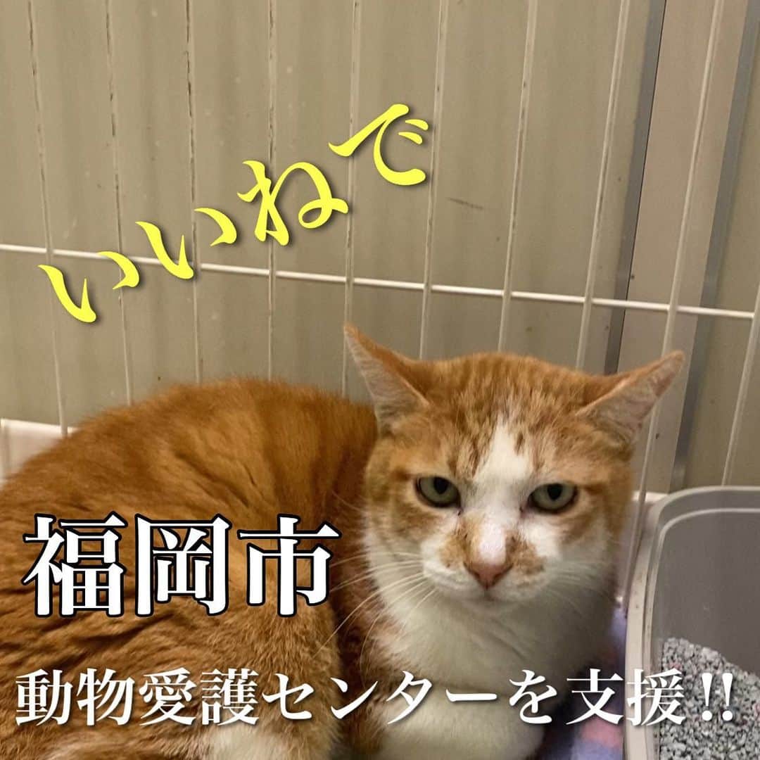 猫カフェきぶん屋さんのインスタグラム写真 - (猫カフェきぶん屋Instagram)「福岡市東部動物愛護センターを応援したい‼︎  いいね！保存、フォローお願いします！ Instagramで集まったアクションを金額にして支援します。  Instagramのこの投稿のいいね、保存ボタン（画像右下のリボンの切れ端のようなボタン）一件ごとに1円 フォロワーさん増1人あたり10円 寄付します。 48時間後の数をふるさと納税で支援します。 皆様がリアクションしてくださると、たくさんの人の目に届き支援が集まりやすくなるのでぜひご協力お願いします！  送付先は福岡市のふるさと納税動物愛護枠に。  4月に行ってきた福岡市東部動物愛護センター。 かつて日本一殺処分が多かった県である福岡県の政令指定都市である福岡市もまた殺処分件数が膨大な数でした。 まだ残っている殺処分機の巨大さが当時どんな施設であったかを物語っていました。  今はというと収容数もずいぶん減り、平成27年時点で500匹ちょっと。 最新のデータだと令和3年で352匹。 この年の殺処分が169匹で、どんな猫を殺処分したかというと回復の見込みがないケガや病気の子、乳飲み子で収容された時にはすでに死んでいた子もカウントされます。 世間一般が思う、キャパオーバーになって殺処分が行われたというのはこの数年ないそうです。  福岡市獣医師会と連携して地域猫助成金が1匹につき7500円。 手術代が実質無料？なのかどうかは聞くのを忘れましたが、年間200匹の枠が設けられています。  気になるふるさと納税制度で集まった税金の使い道。 ミルクボランティア制度と飼い主不明の外に住む猫のために使われています。 この4月に行ったときにチラッと聞いたのがふるさと納税が順調に集まっていて地域猫助成金だけでなくTNR助成金もつくっていきたいという話が。 その予算、うん百万と肝心な数字を忘れましたがさすが大都市、すごい金額の予算だなと驚きました。 その話が今どうなってるかまだ聞いてませんが活動者の負担が減るように使われています。  かつては殺処分すること以外に選択肢がなかったような時代を乗り越えて、行政、獣医師会、動物愛護活動者が連携しあって生かすためのセンターの形づくりができています。 車でしか行けないような場所にありますが、市内の動物愛護団体とイベントをしていたりとその動きは活発です。  税金という枠だからこそ、まだまだ痒いところに手が届かないところもたくさんあると思います。 それを変えていくにも声の数の力が必要で僕たちが政治に関心を持つことで声が届くようになります。  ぜひ投稿のいいね、保存でたくさん支援させてください😊 ぜひ紙飛行機マークでストーリーズや友だちにもメッセージお願いします🙌  #福岡市動物愛護センター #あにまるぽーと  #ふるさと納税 #ミルクボランティア #地域猫助成金」8月19日 19時39分 - nekocafekibunya