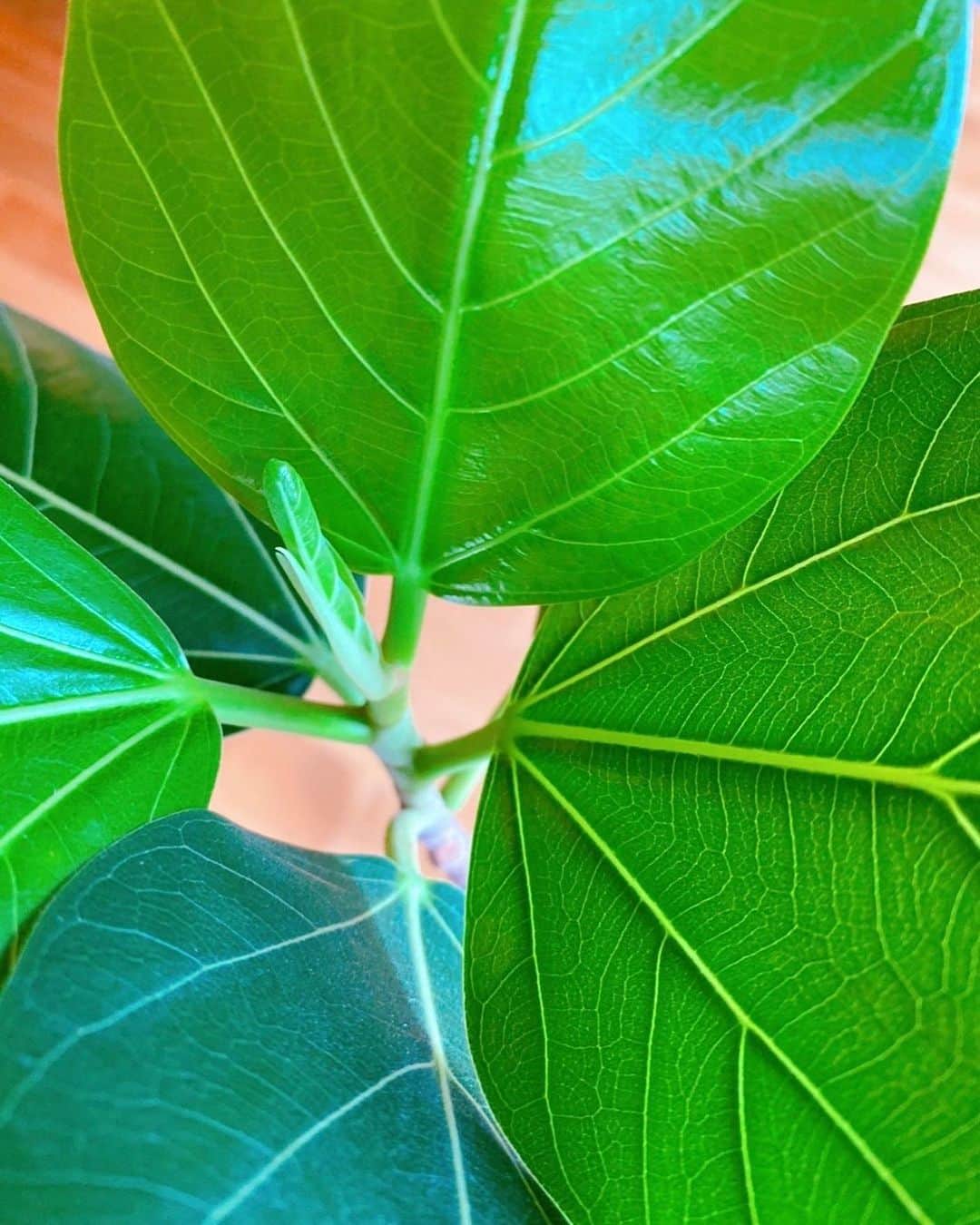 ベッキーのインスタグラム：「観葉植物の場所を変えたら、新芽がどんどん。 そうかいそうかい。 ここが良かったのかい。  かわゆ。  さーて、ランチ作ります。 米食べたい人、スパゲッティ食べたい人、全部に対応しようと思います🫶」