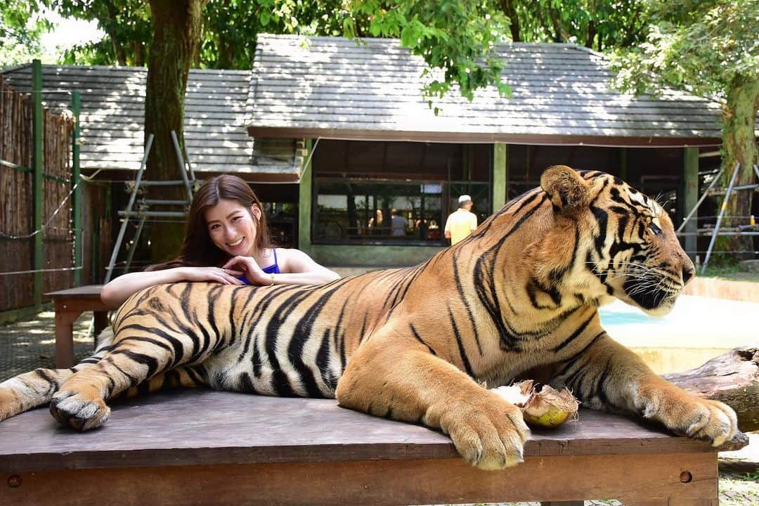 神崎裕女のインスタグラム：「Big tiger🐯☁️💙✨ こんな笑ってるけど、実際迫力すごすぎて めっちゃ怖かった。笑  #プーケット #タイ #タイ旅行 #旅行 #海外旅行 #トラ #タイガーキングダム #海外 #動物 #時差スタグラム  #phuket #thailand #thai #trip #travel #tiger」