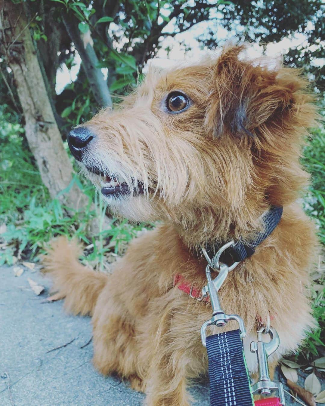 河口恭吾さんのインスタグラム写真 - (河口恭吾Instagram)「コロナ感染でガクっと落ちた体力を少しずつ取り戻している毎日です。  来週からカフェツアーも始まるので。  #カフェツアー　#mont-bell #高松umie  #城下公会堂 #淡路島アマテラス  #保護犬と暮らそう  #保護犬との暮らし #保護犬と暮らす  #保護犬という選択を」8月19日 20時44分 - kawaguchikyogo