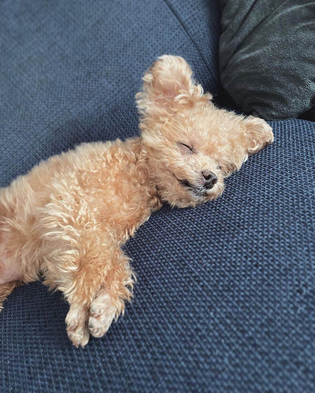 ふわのインスタグラム：「お耳が… お昼寝ちう。 よくねるシニアさん。  　 #toypoodle#toypoodlegram#dogsofinstagram#instadog#doglover#doglife#cutedog#dog#fuwamama#ふわもこのふわ#ふわ#トイプードル#ふわもこ部#犬バカ部#親バカ部#犬のいる暮らし#いぬすたぐらむ#最強寝顔」